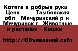 Котята в добрые руки › Цена ­ 10 - Тамбовская обл., Мичуринский р-н, Мичуринск г. Животные и растения » Кошки   